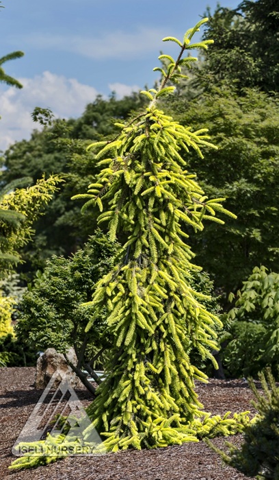 PICEA ABI GOLD DRIFT #6