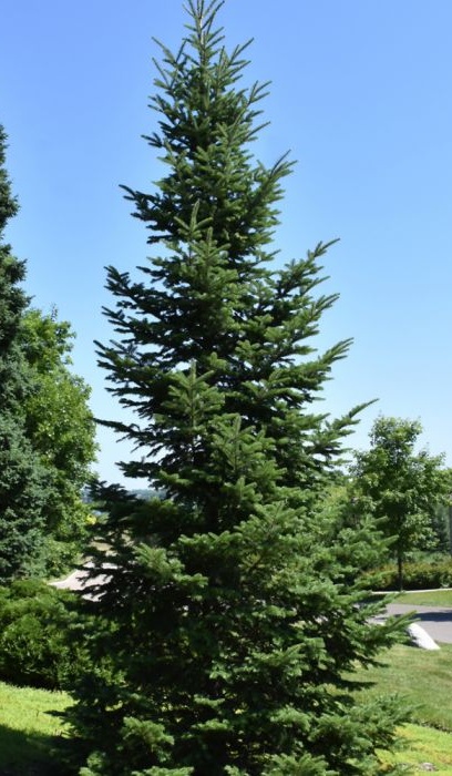 ABIES BALSAM FIR 5' BB