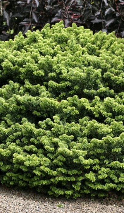 ABIES BALSAM NANA #2 DWF