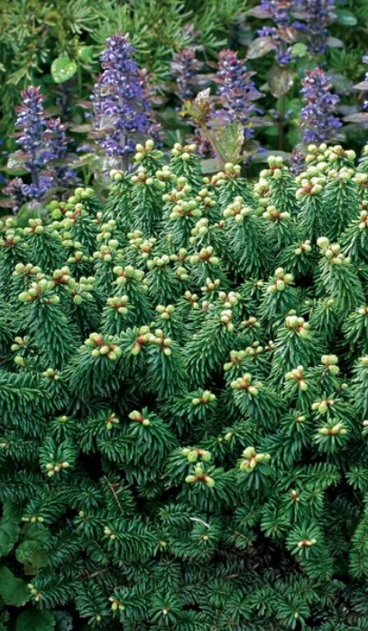 ABIES BALSAM PICCOLO #3