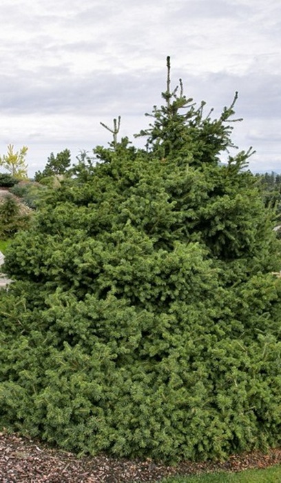 PICEA ABI GREGORIAN #7