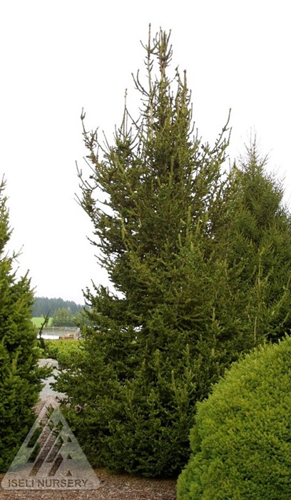 PICEA ABI HILLSIDE UPRIGHT 5' BB