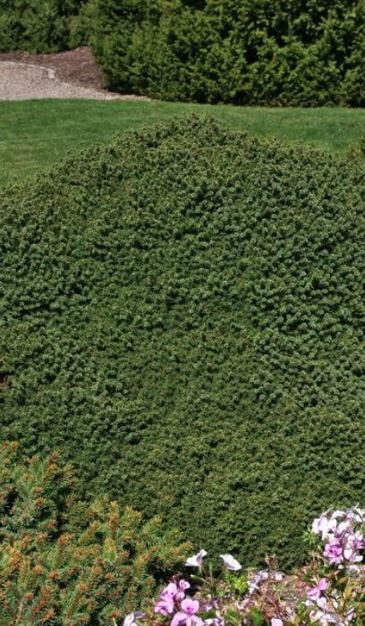 PICEA ABI LITTLE GEM #3