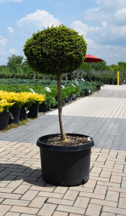 PICEA ABI LITTLE GEM #10 STD