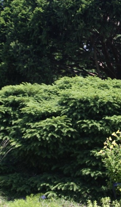 PICEA ABI NIDIFORMIS #2 BIRDNEST