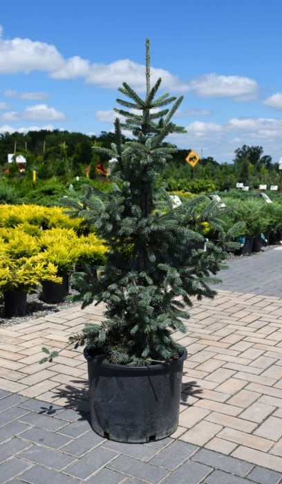 PICEA ABI PAUL'S SELECT #7