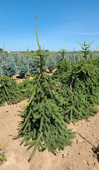 PICEA ABI PENDULA #20