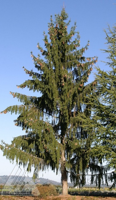 PICEA ABI PENDULA MAJOR 5' BB