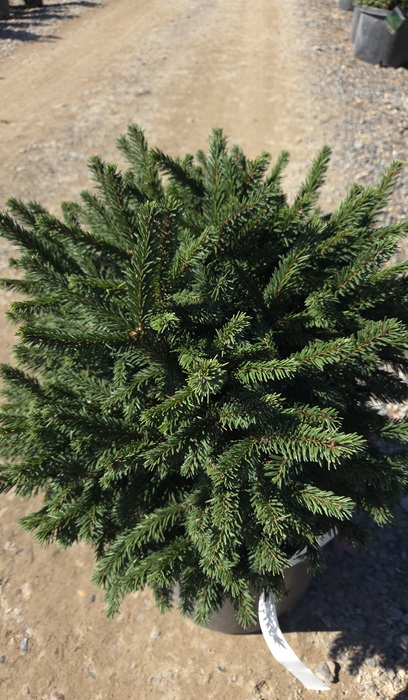 PICEA ABI PUMILA #5