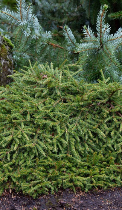 PICEA ABI RIPPLEBROOK #6