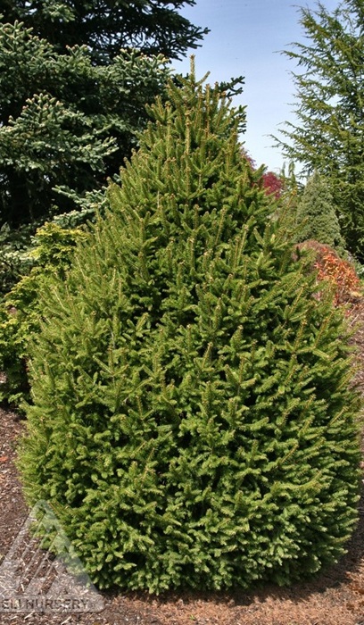 PICEA ABI SHERWOOD COMPACT #7