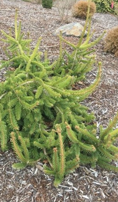 PICEA ABI WELLS EMRLD CREEPER #3