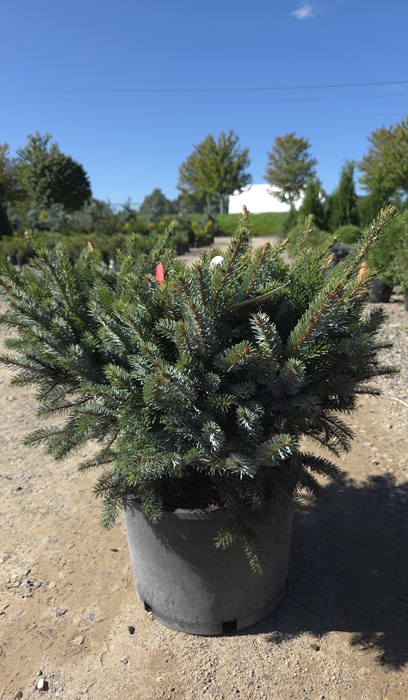 PICEA BIC HOWELLS DWFTAIL#7 SPDR