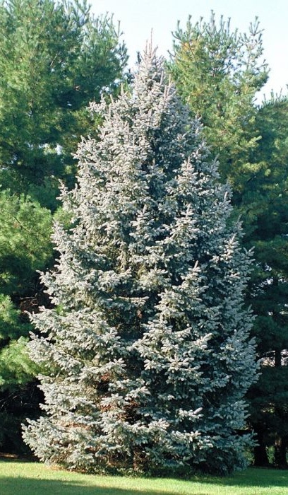 PICEA GLA WHITE SPRUCE 6' BB