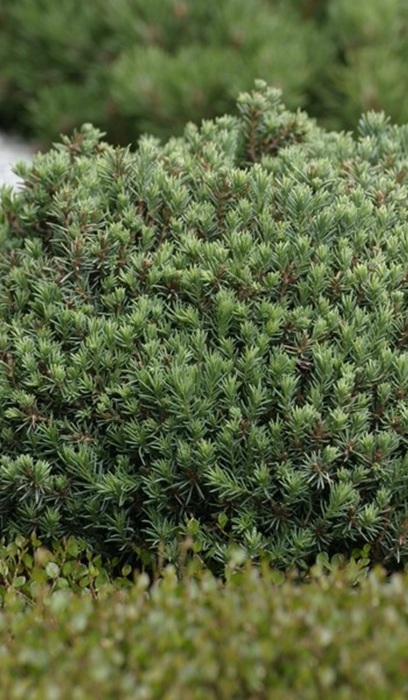 PICEA GLA BLUE PLANET #1