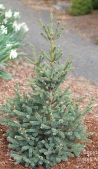 PICEA GLA BLUE TEARDROP #6