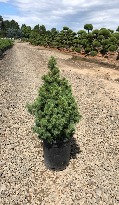 PICEA GLA DWF ALBERTA #10