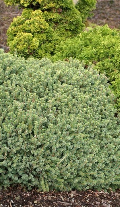 PICEA GLA ECHINIFORMIS #2