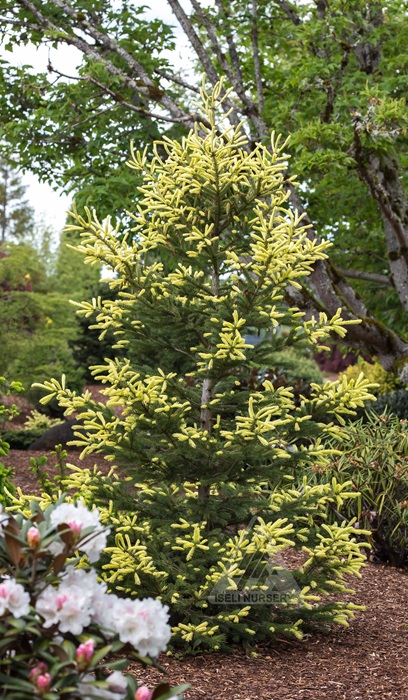 PICEA GLA MAC'S GOLD #6