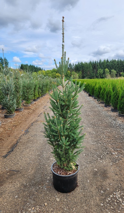 PICEA GLA MONTROSE CHARM #20/4-5