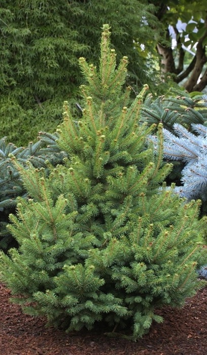 PICEA GLAUCA NORTH STAR #7