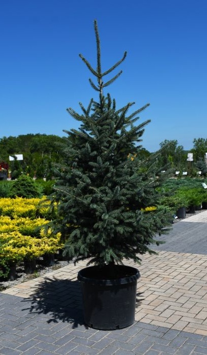 PICEA GLA SKINNY BLUE GENES #15
