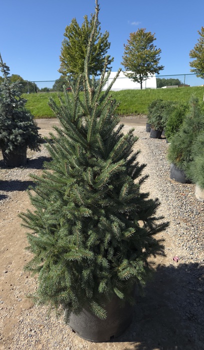 PICEA GLAUCA BLACK HILLS #10