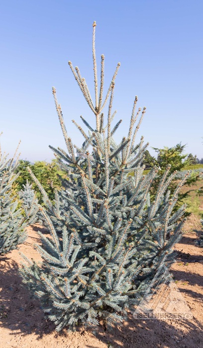 PICEA GLAUCA WELLS' WEEPER #5