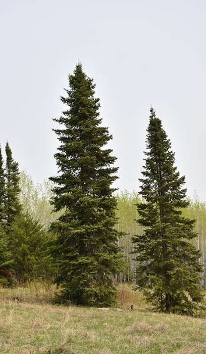 PICEA MAR BLACK SPRUCE #3