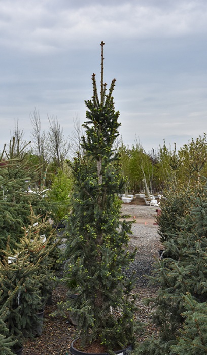 PICEA MAR WELLSPIRE 5' BB