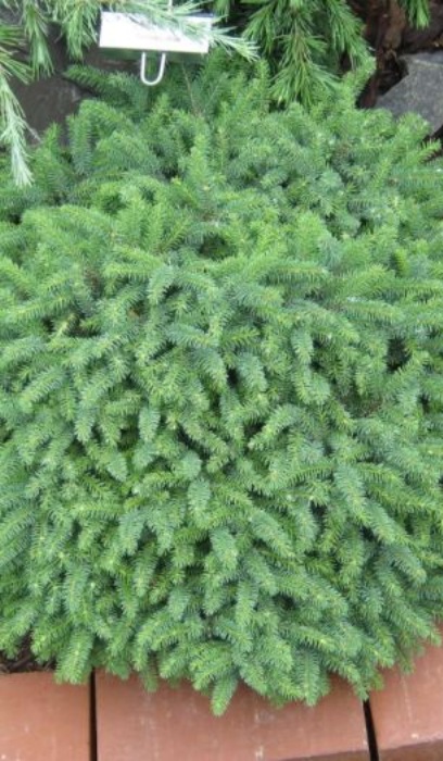 PICEA MAR NANA #5 BLUE NEST