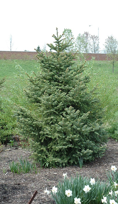 PICEA MEYERI SPRUCE 5' BB