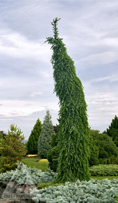 PICEA OMO PENDULA BRUNS #15