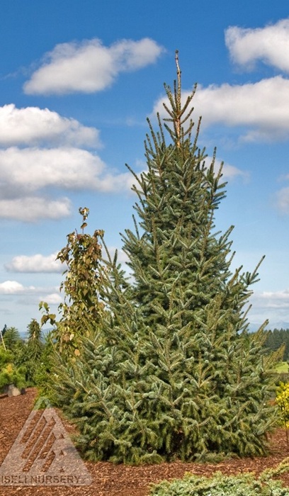 PICEA OMO SILBER BLUE #6