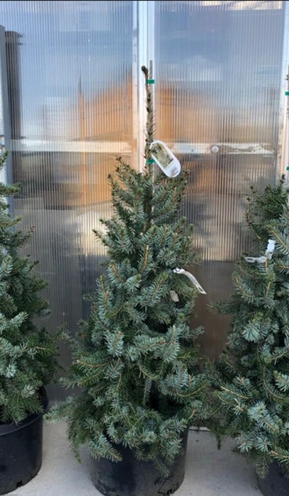 PICEA OMO SKY TRAILS #15