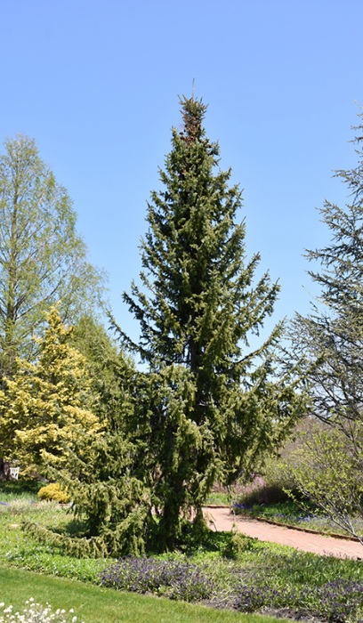 PICEA OMO SERBIAN SPRUCE 7' BB