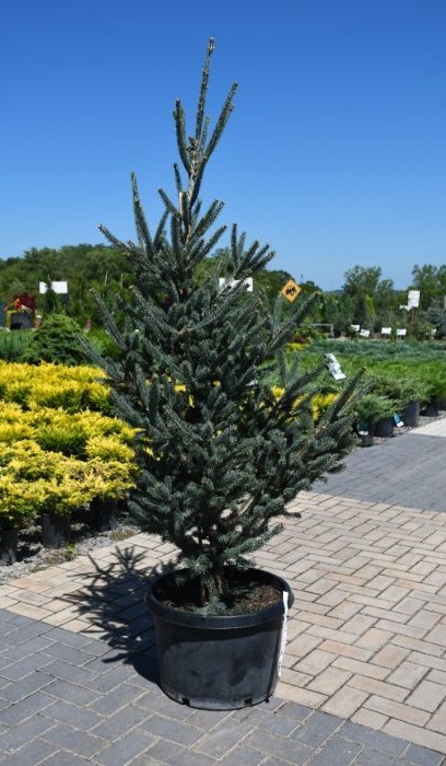 PICEA ORI WELLS DEER RUN #15