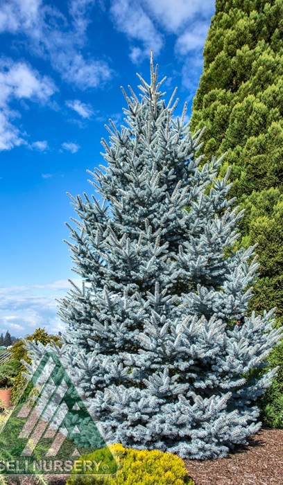 PICEA PUN BONNY BLU#20/4-5'