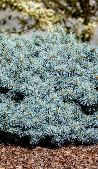 PICEA PUN CHRISTINA #6