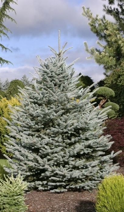 PICEA PUN FAT ALBERT 8' BB