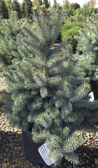 PICEA PUN BABY BLUE 5' BB