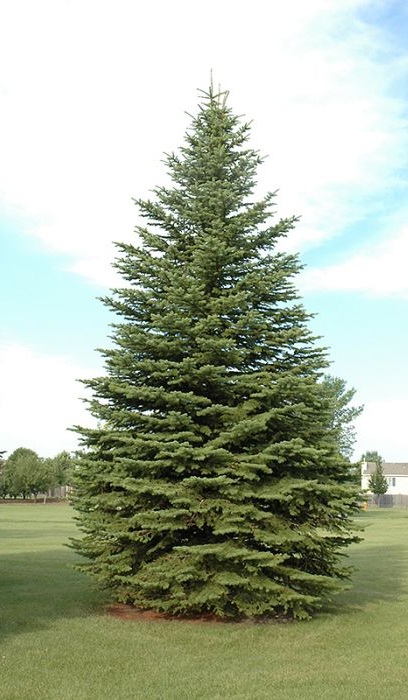 PICEA PUN COLORADO SPRUCE 10' BB