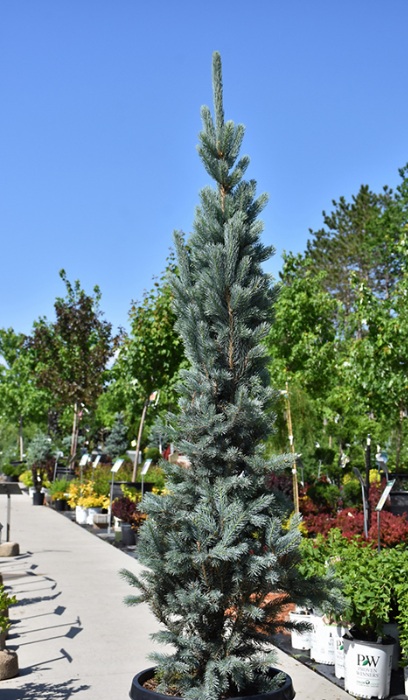 PICEA PUN BLUE TOTEM #10