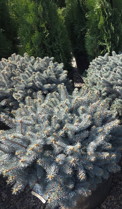 PICEA PUN GLOBE BLUE #3