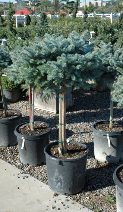 PICEA PUN GLOBE BLUE #6 STD