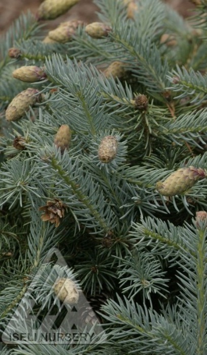 PICEA PUN HERMANN NAUE #7