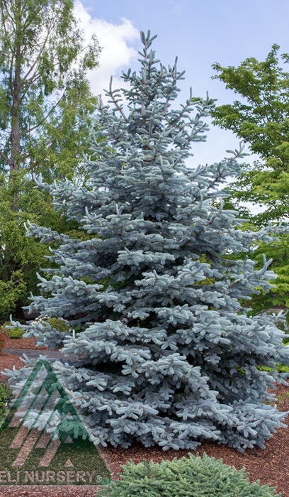 PICEA PUN HOOPSII 6' BB