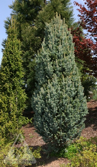 PICEA PUN FASTIGATA #20/4'
