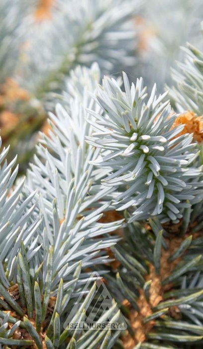 PICEA PUN MOONSTONE #3 STD