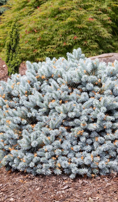 PICEA PUN MOONSTONE #10